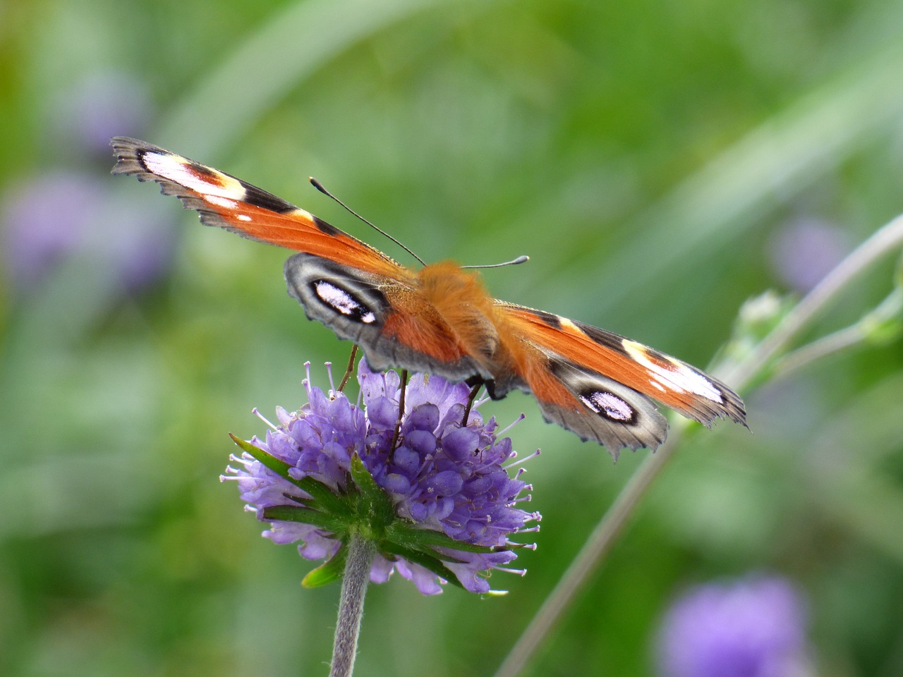 butterfly insect peacock free photo