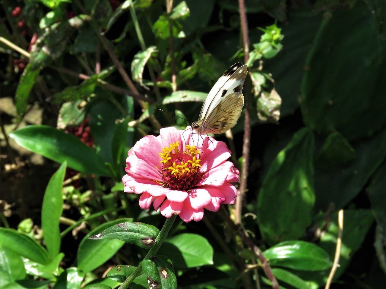 butterfly butterfly on flower pink flower free photo