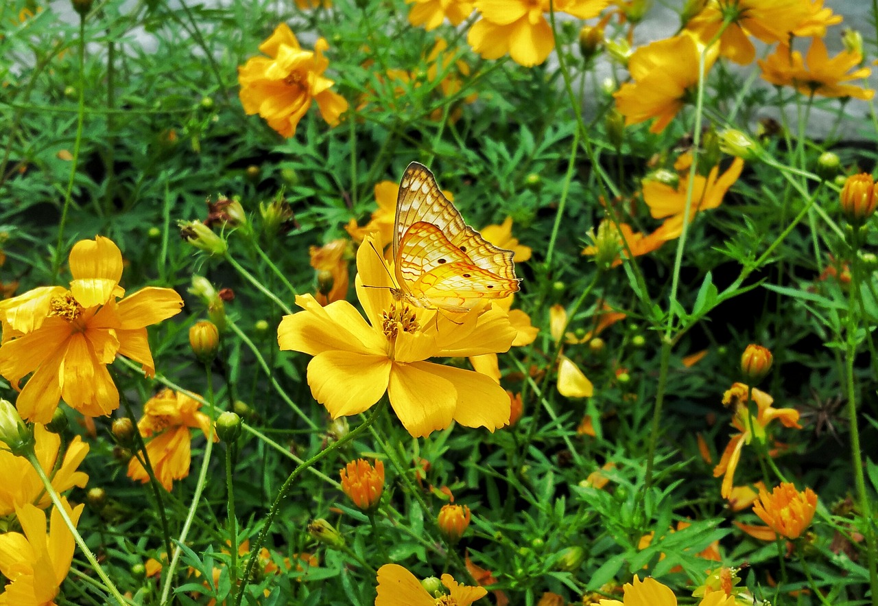 butterfly golden wings free photo