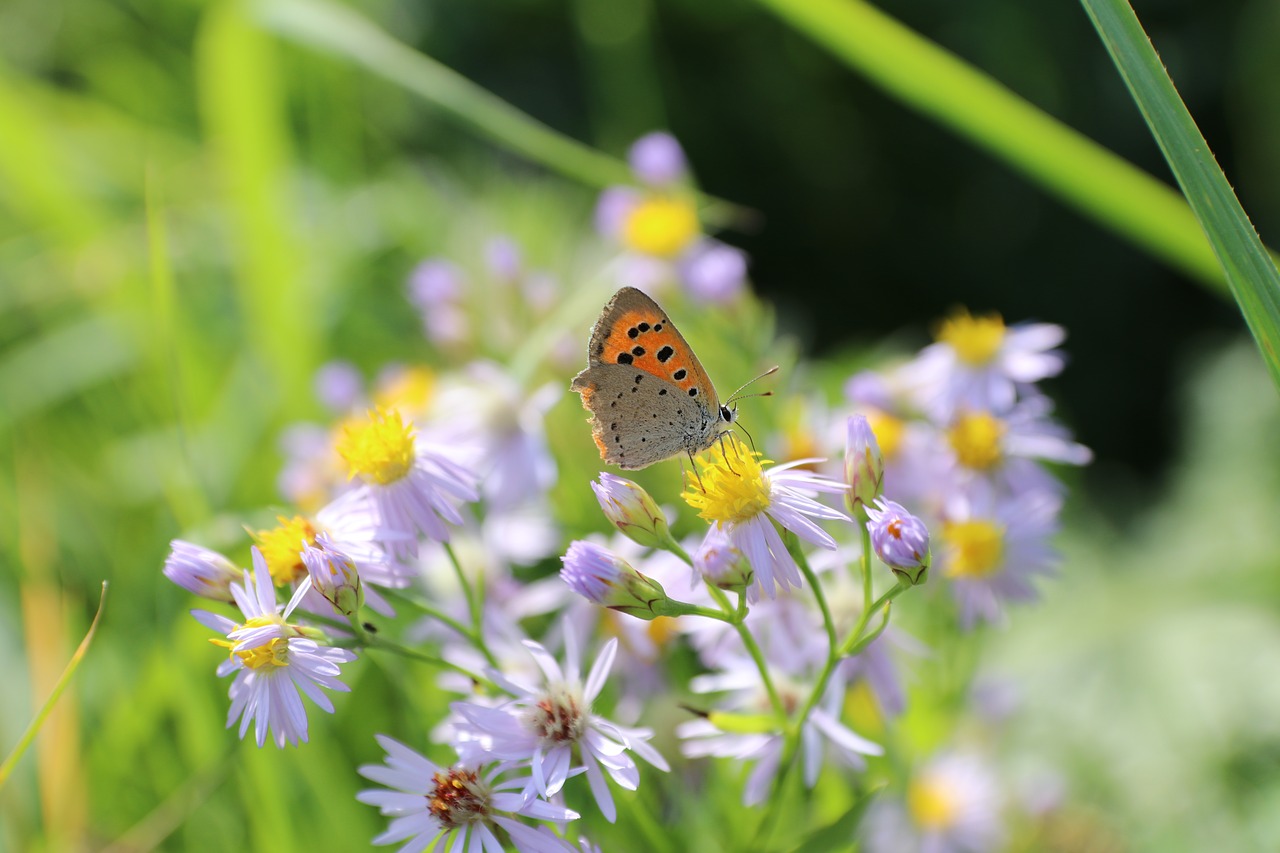 butterfly flowers summer free photo