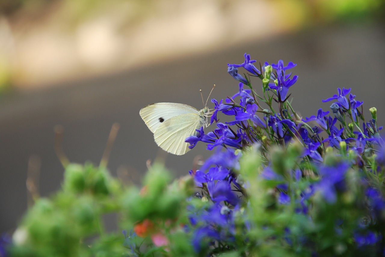 butterfly insect flowers free photo