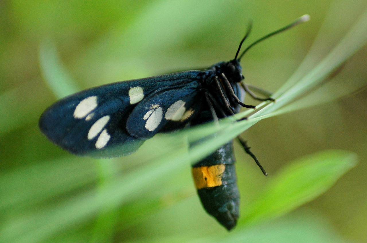butterfly bug fauna free photo