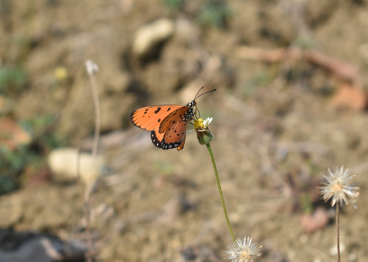 butterfly wild animal animal free photo