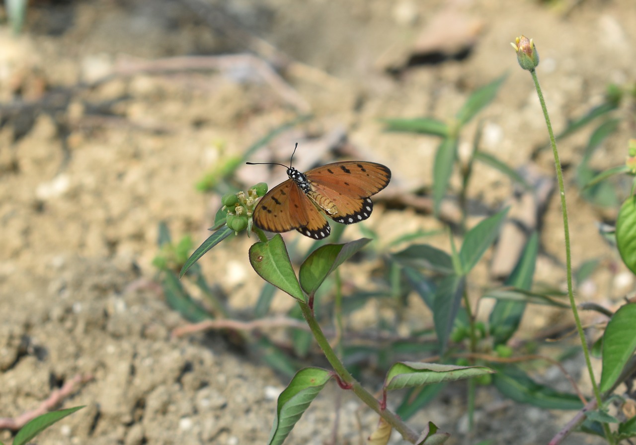 butterfly animal wild animal free photo