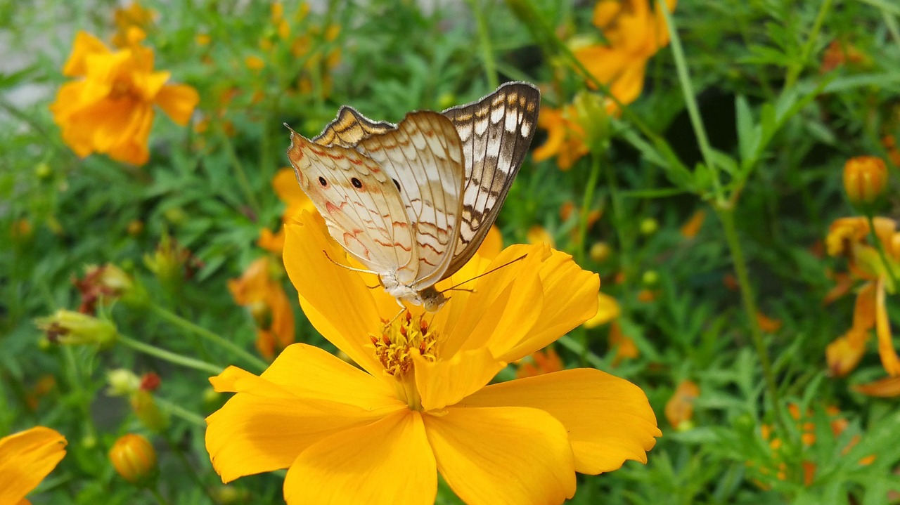 butterfly braun wings yellow free photo