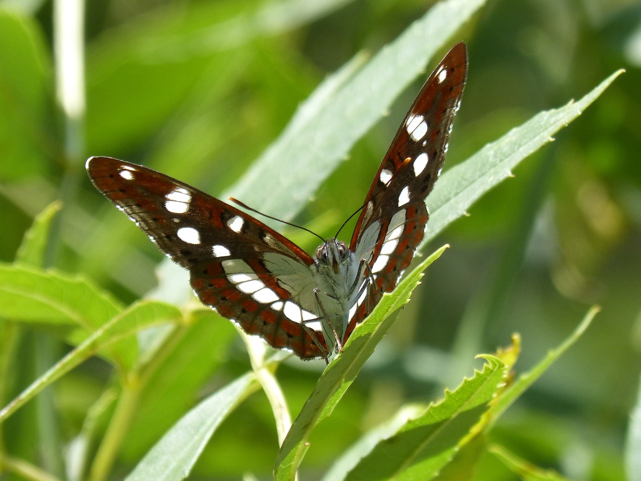 butterfly nymph streams limenitis reducta free photo