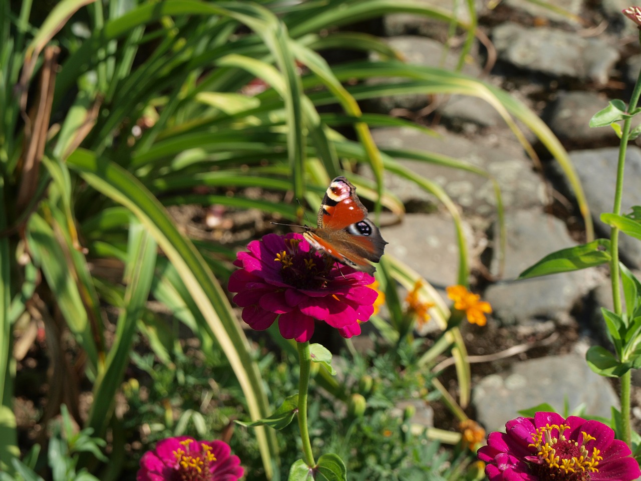 butterfly flower insect free photo