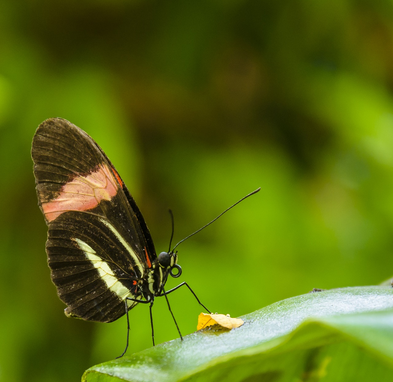 butterfly pretty insect free photo