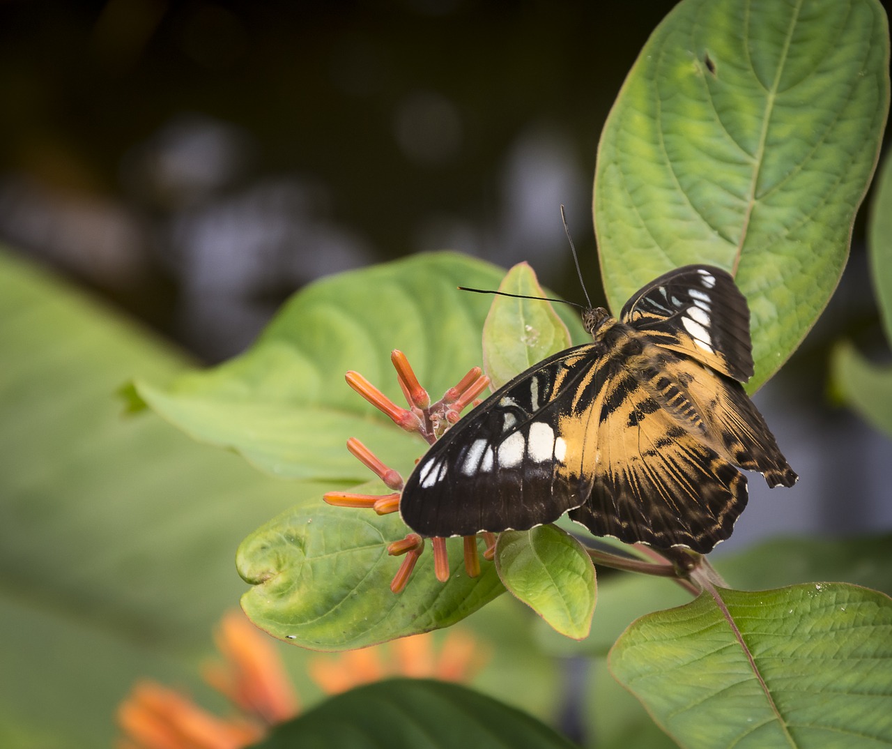 butterfly pretty insect free photo