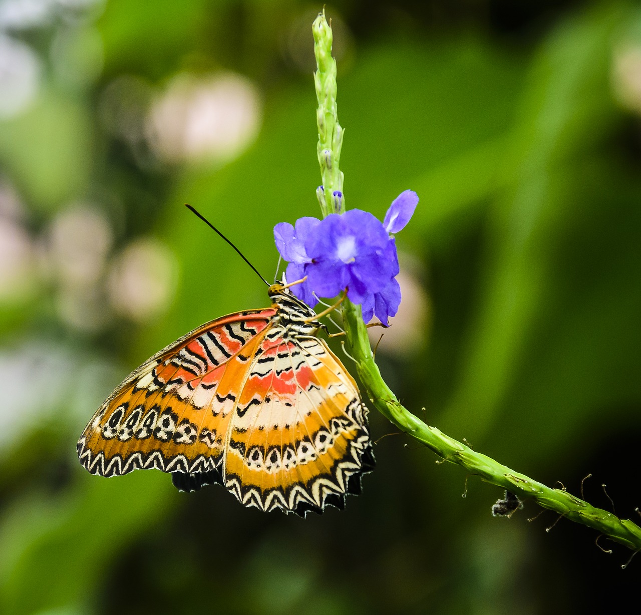 butterfly pretty insect free photo