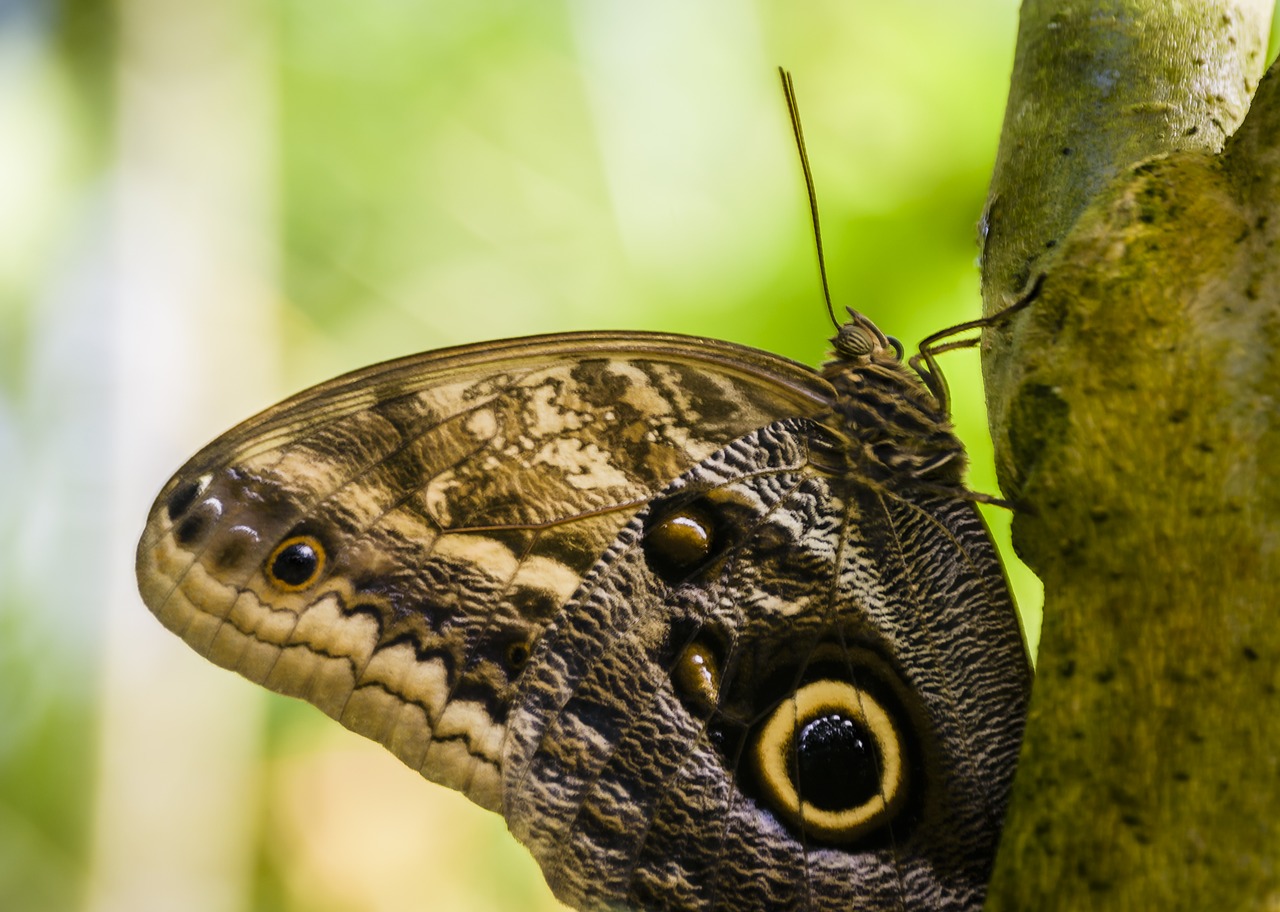 butterfly pretty insect free photo