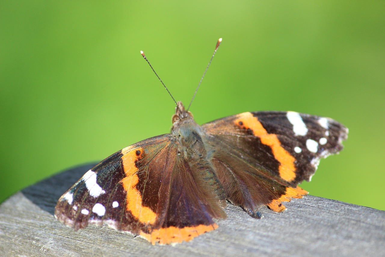 butterfly sun brown bear free photo