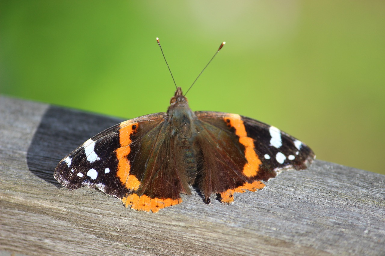 butterfly sun flight insect free photo