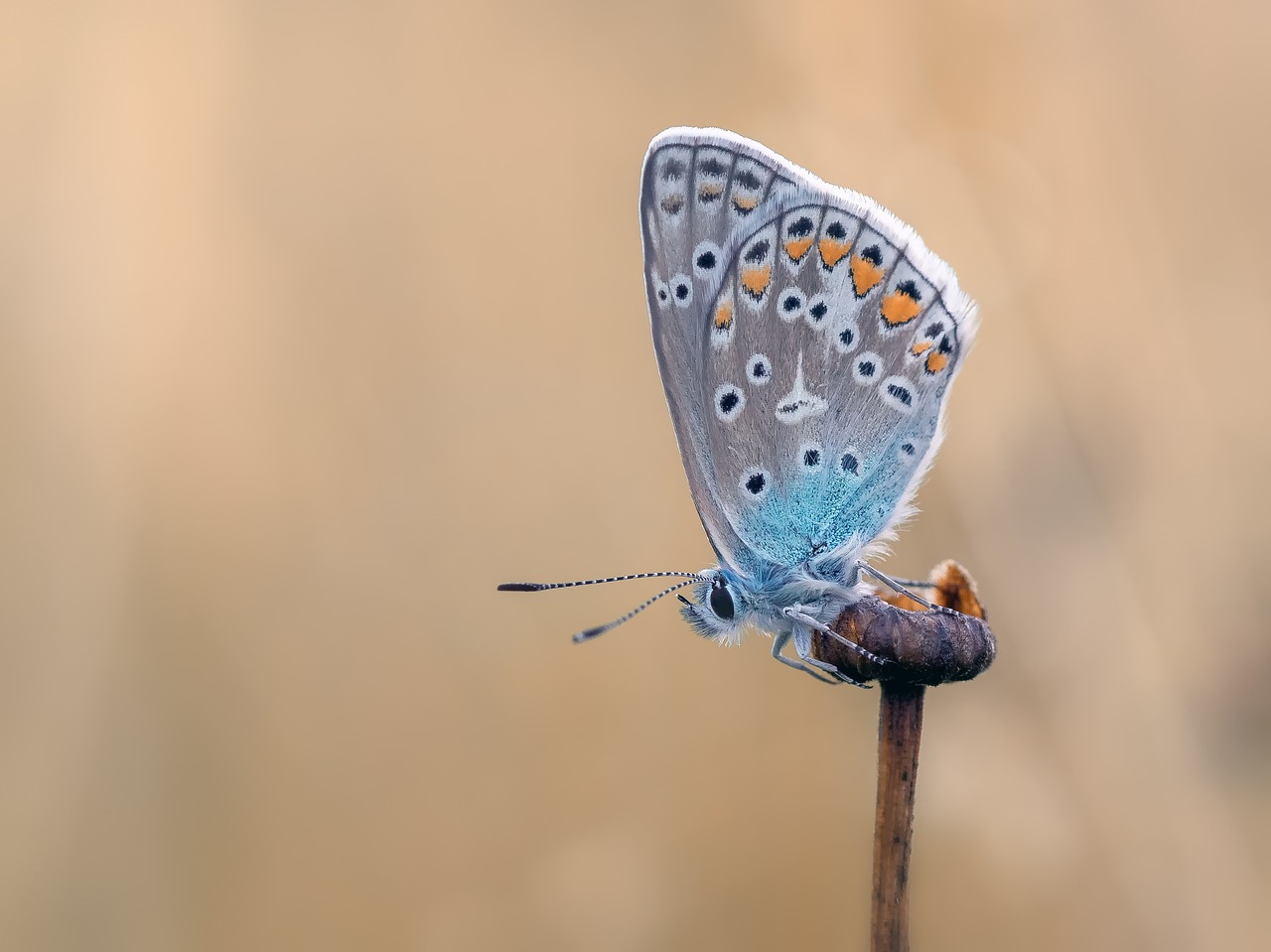 butterfly common blue butterflies free photo