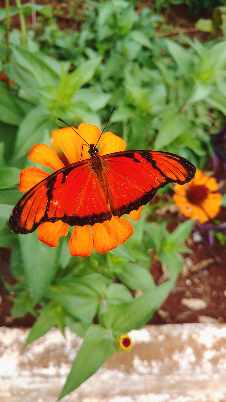 butterfly nature garden free photo