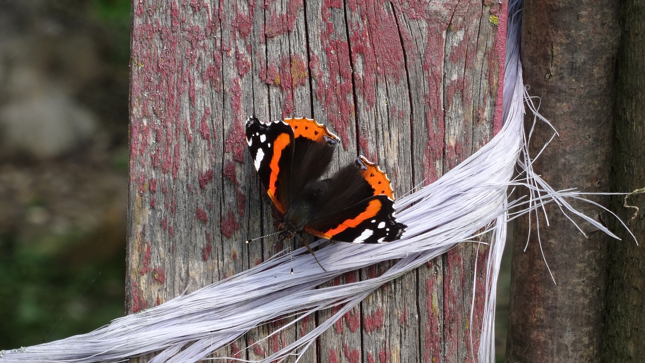 butterfly insect close free photo