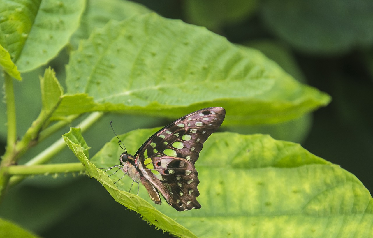 butterfly lepidoptera insect free photo