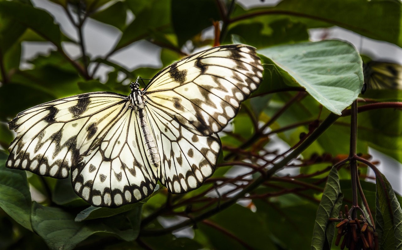 butterfly lepidoptera insect free photo