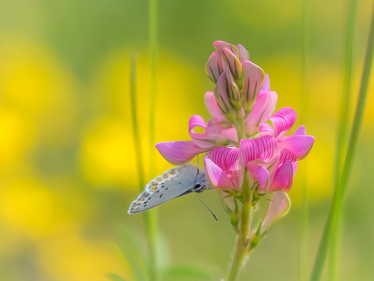 butterfly common blue sainfoin free photo