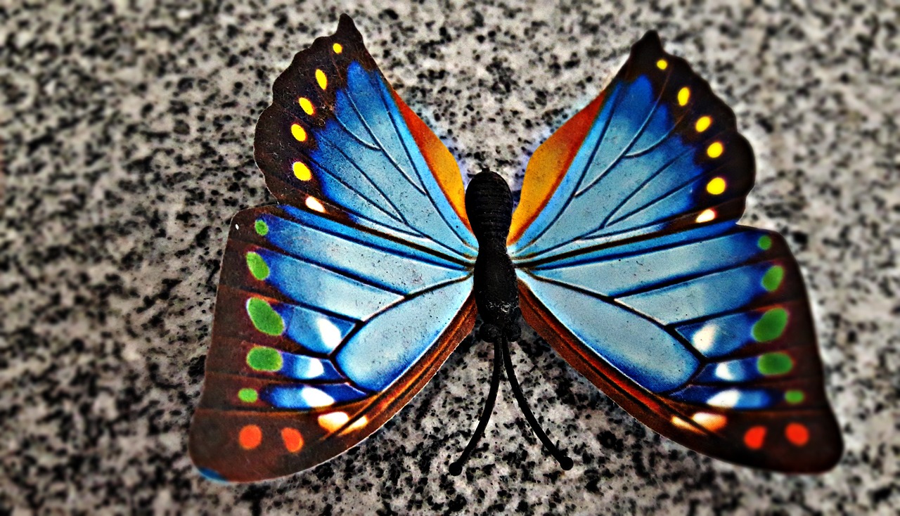 butterfly colors insect free photo