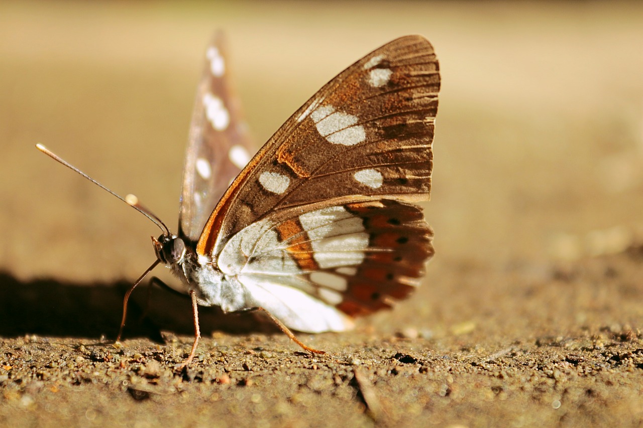 butterfly brown wing free photo