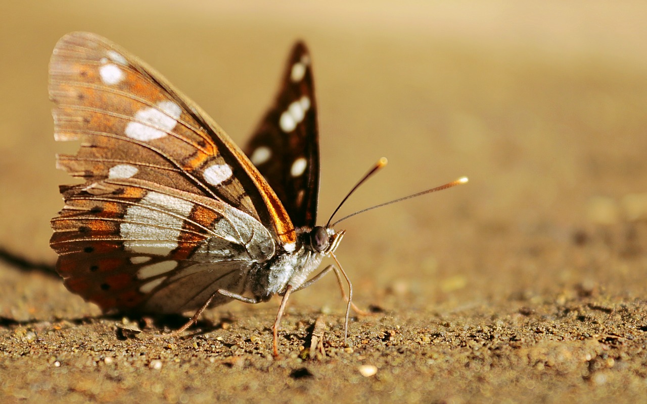 butterfly brown wing free photo