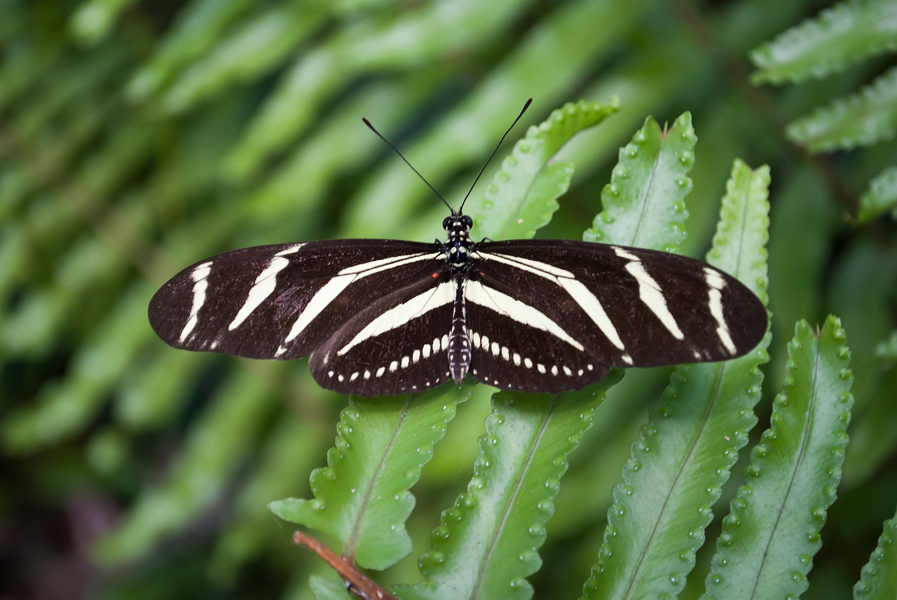 butterfly nature bug free photo