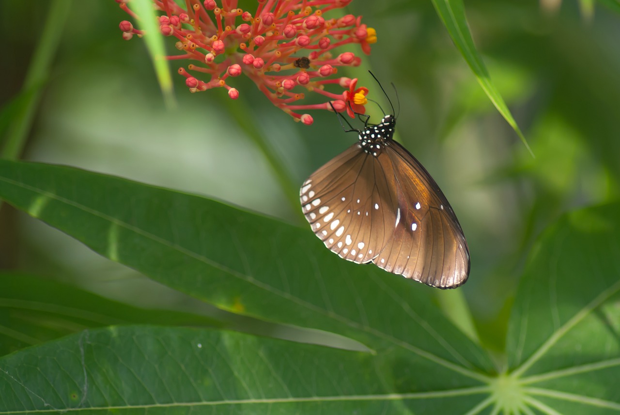 butterfly nature bug free photo