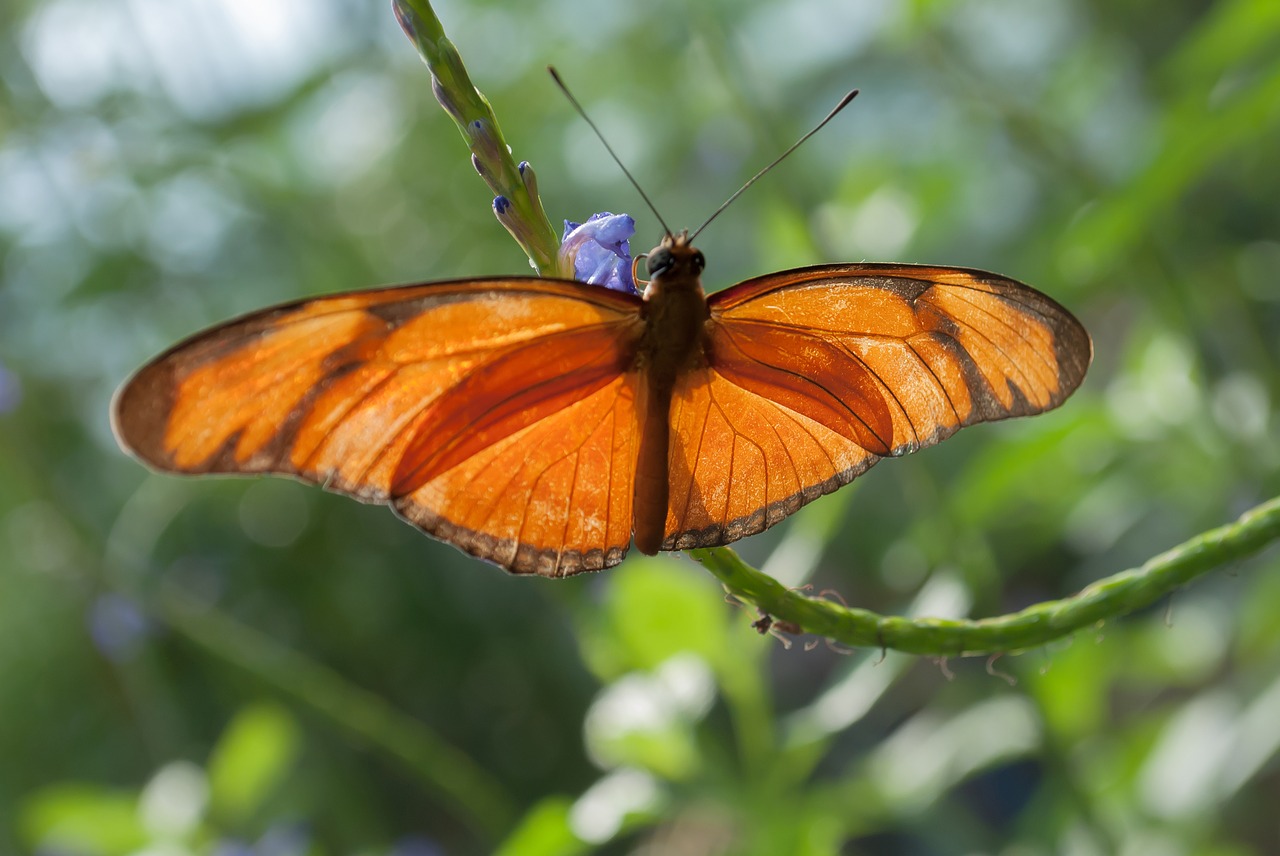 butterfly nature bug free photo