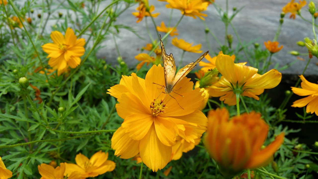 butterfly yellow golden free photo