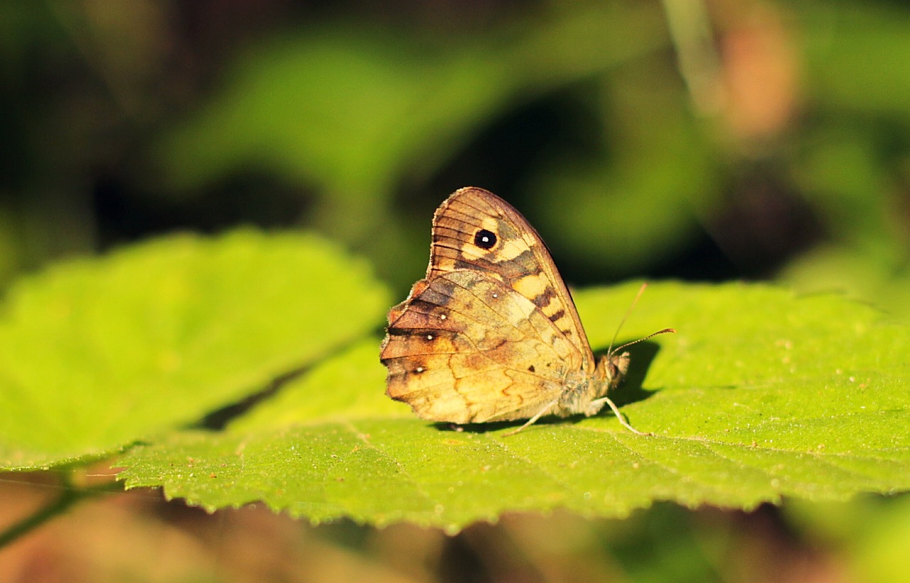 butterfly green nature free photo