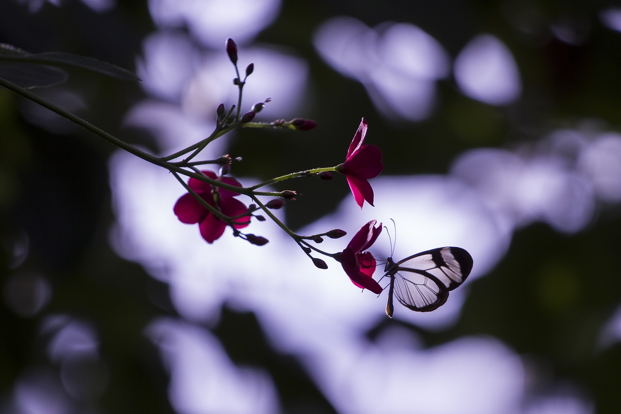 butterfly insect wing free photo