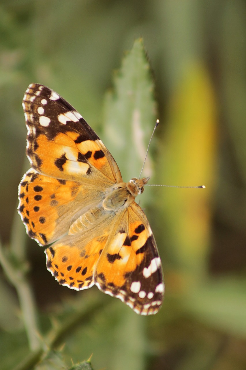 butterfly wing orange free photo