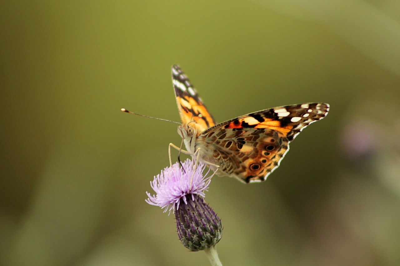 butterfly macro nature free photo