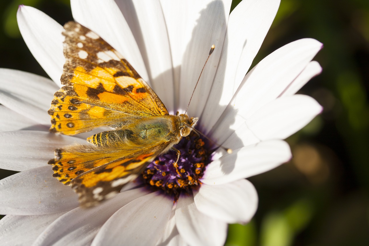 butterfly animal fly free photo