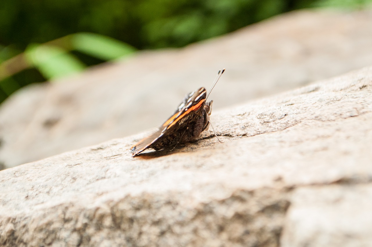 butterfly nature insect free photo