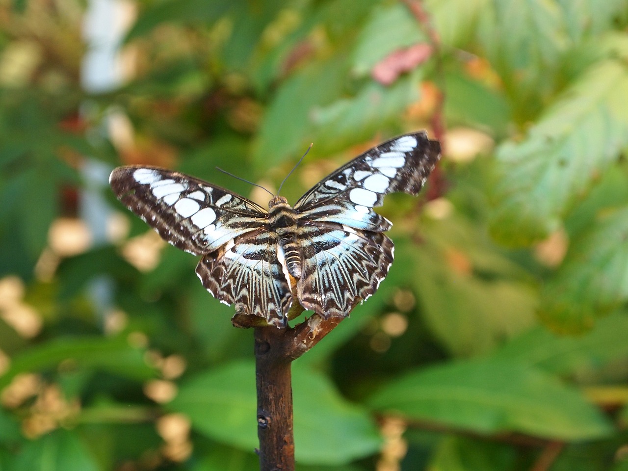 butterfly nature insect free photo