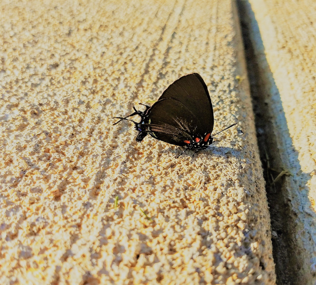 butterfly nature natural free photo