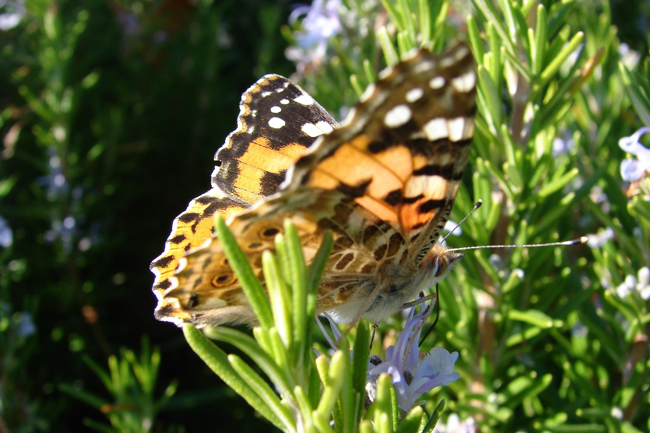 butterfly living nature closeup free photo