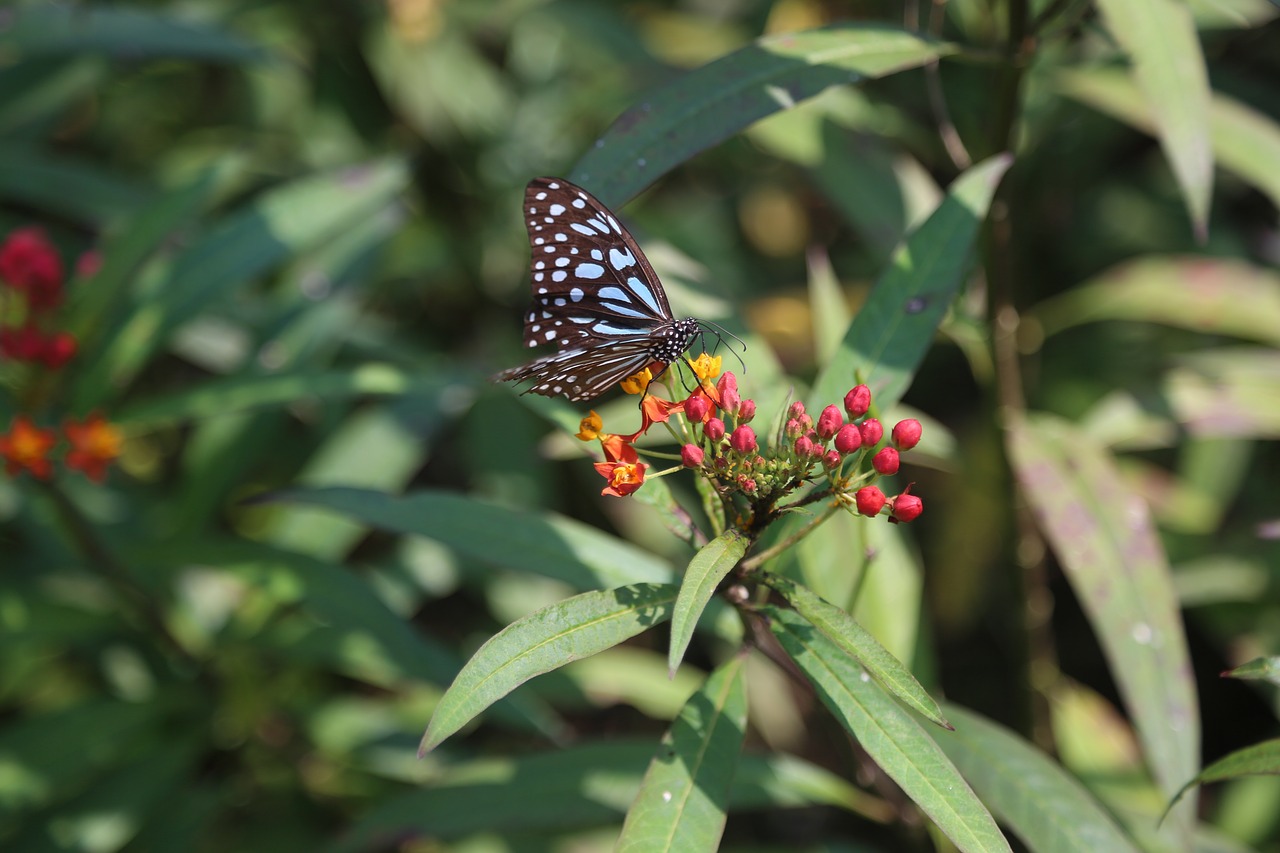 butterfly kunming m free photo