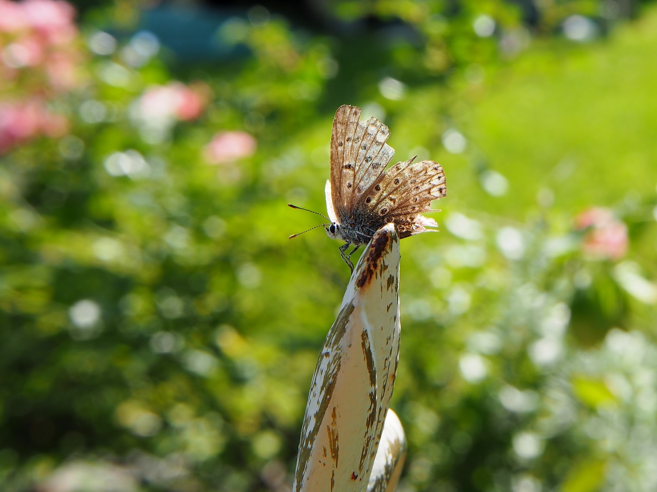 butterfly insect garden free photo