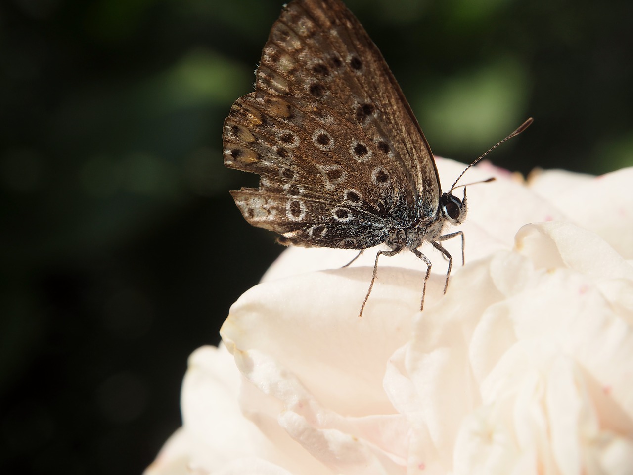 butterfly garden fashion rose free photo