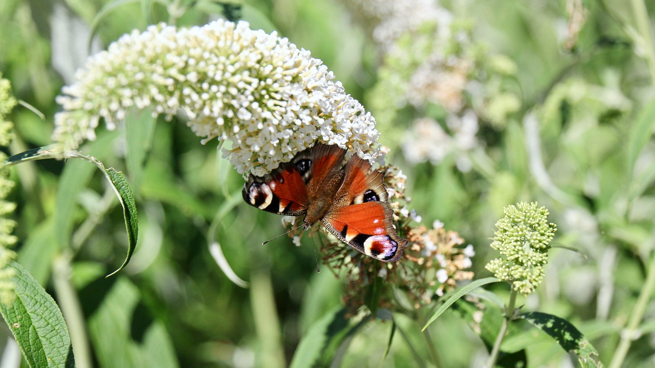 butterfly torpedo painted peacock free photo