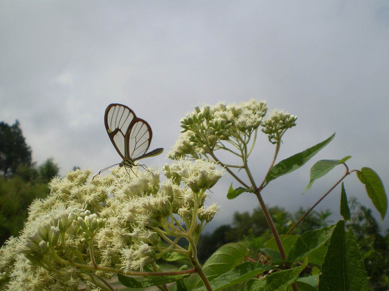 butterfly of cristal transparent free photo