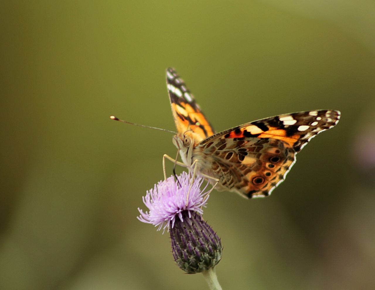 butterfly flower nature free photo