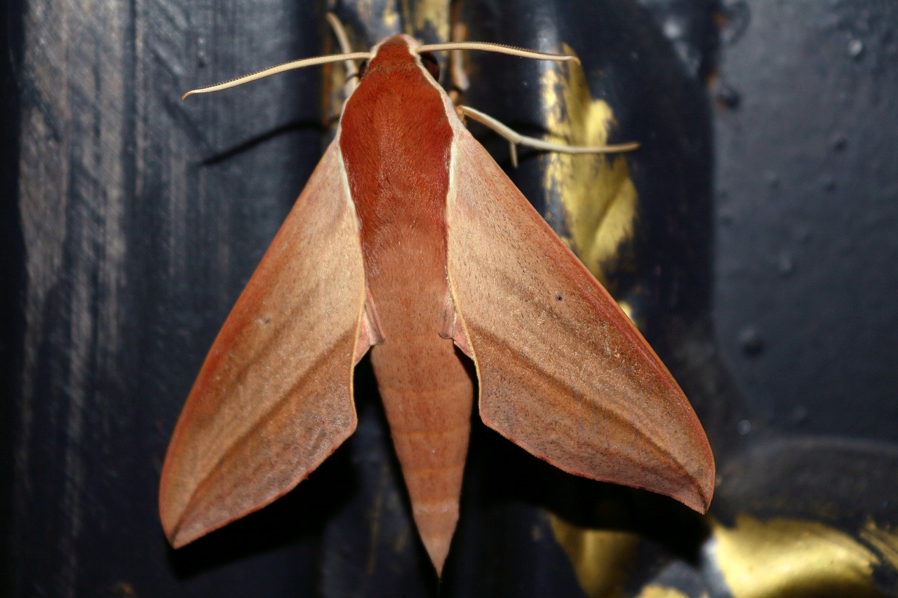 butterfly beautiful pattern free photo