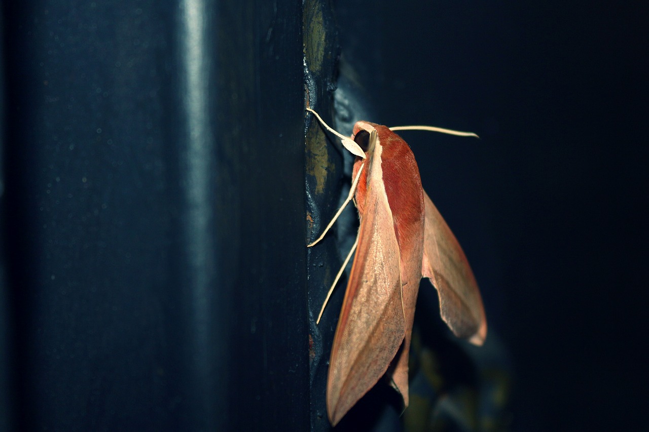 butterfly beautiful pattern free photo