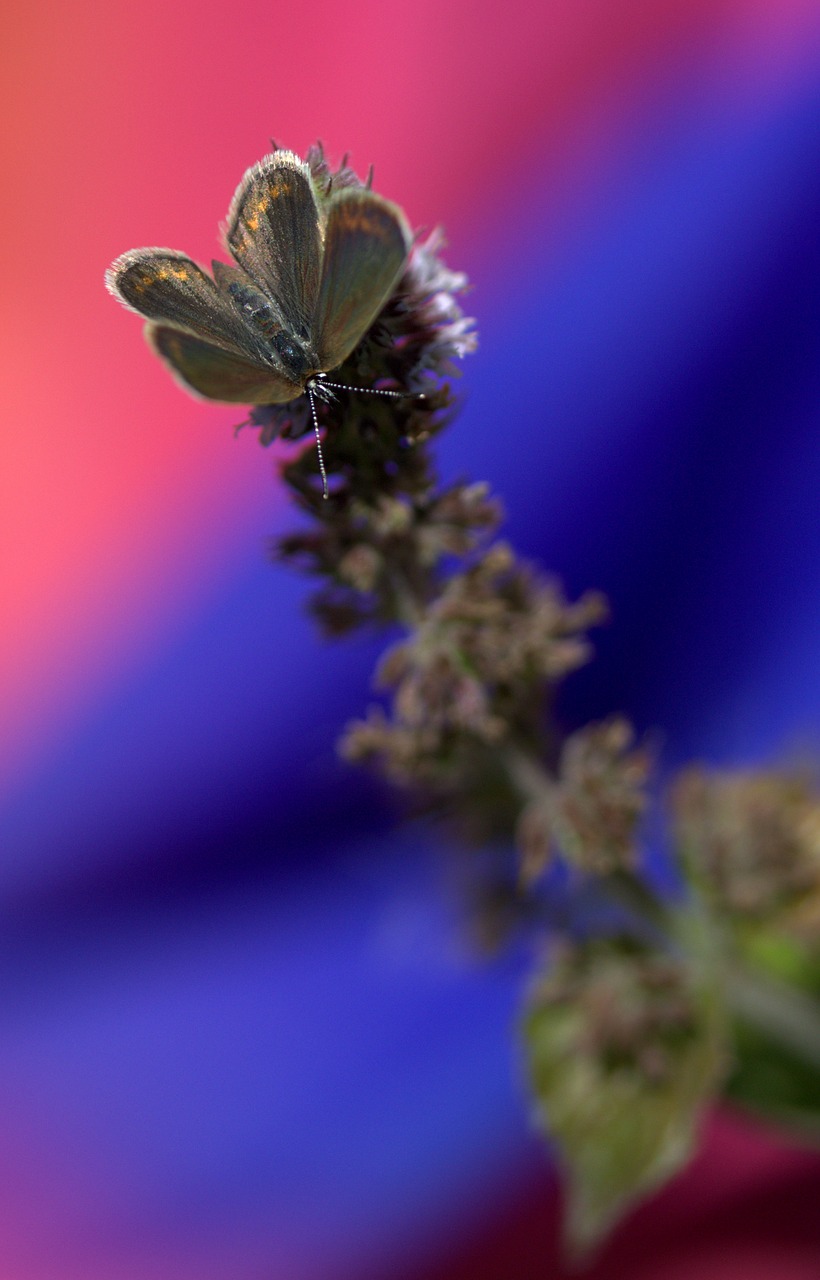 butterfly brown wings free photo