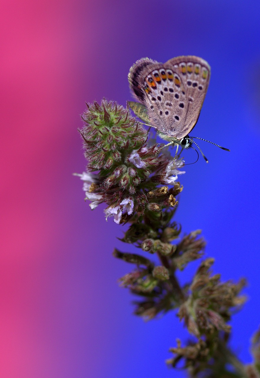 butterfly wings insecta free photo