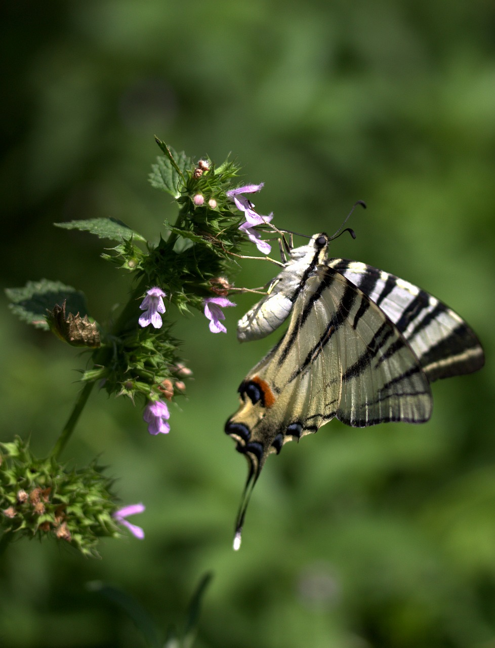 butterfly dovetail insecta free photo